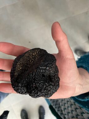 Une truffe du Domaine de Cordis